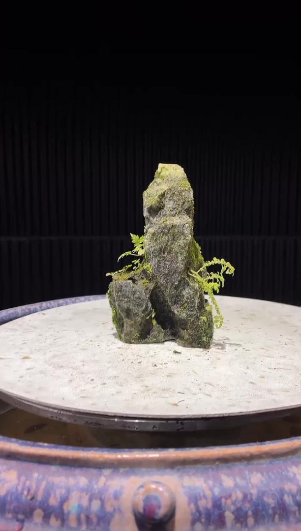 造型吴定石一物一拍专属