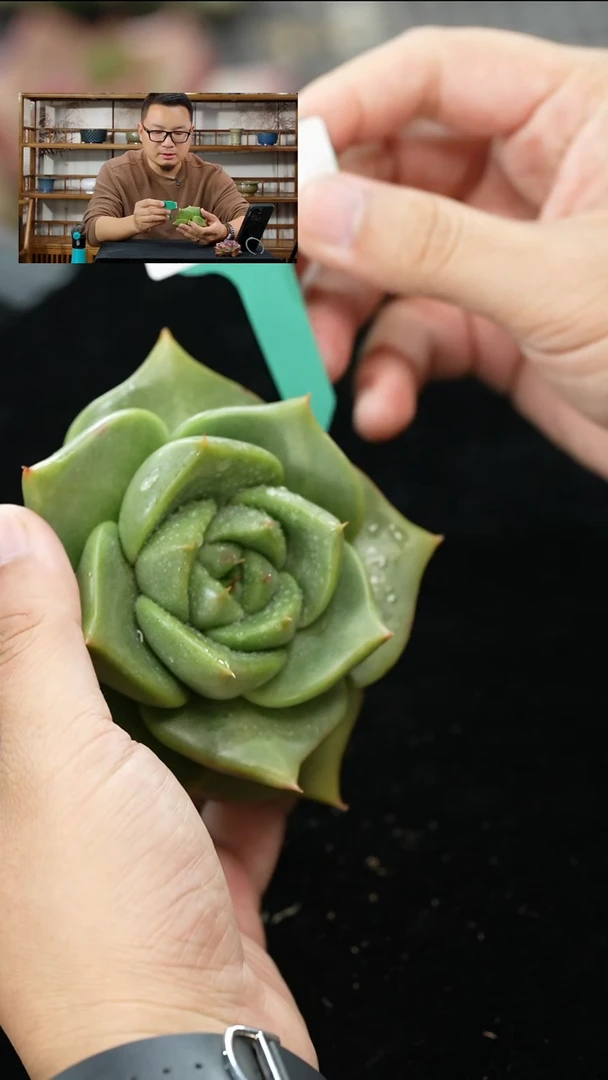 从前慢花园多肉编号1029-131