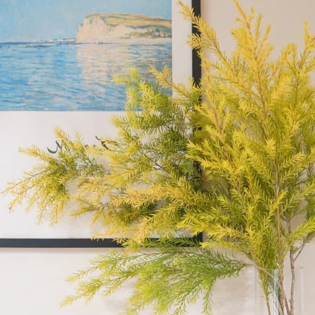 【千层金】【叁叁专属】可做干花 小森林 云南鲜切基地直发批发包邮