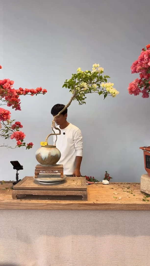 全部花朵我***吒三角梅15