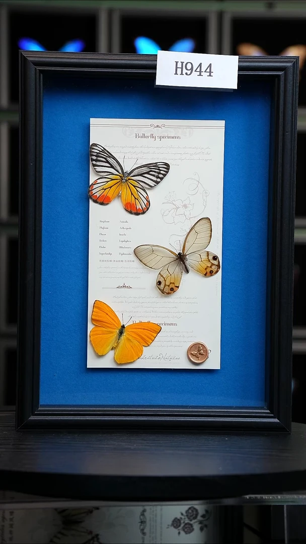 蝴蝶标本摆件竞拍H944