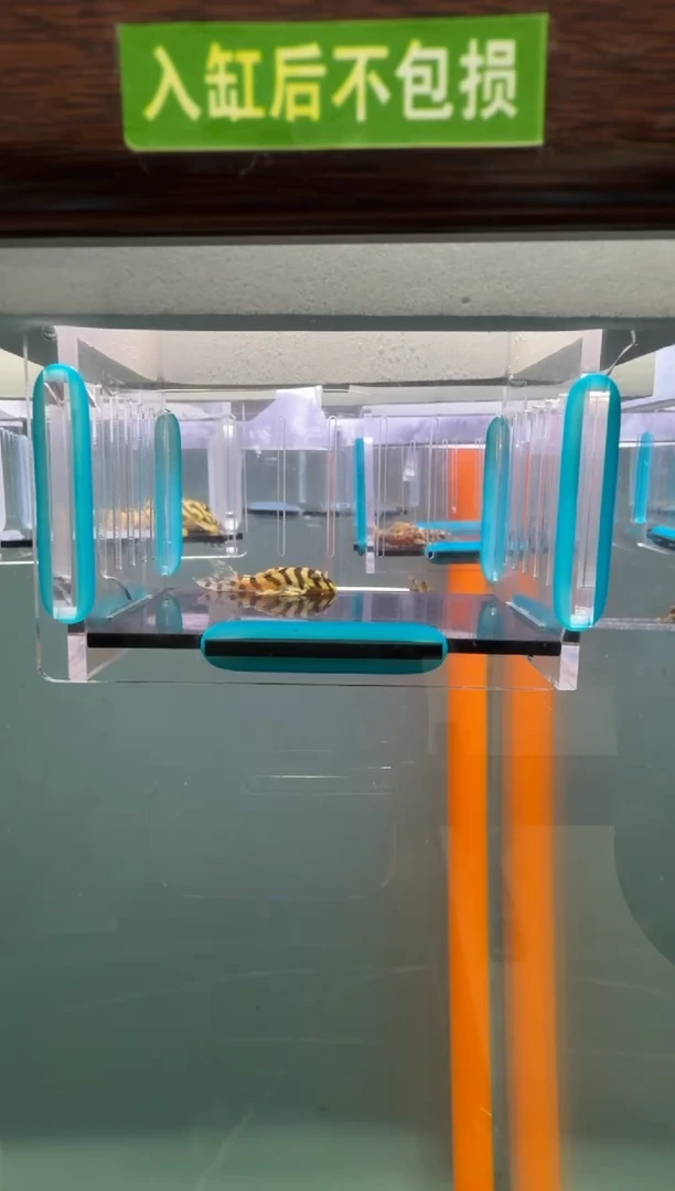 清道夫鱼019号333入缸不包损录制完整开箱视频3.5厘米