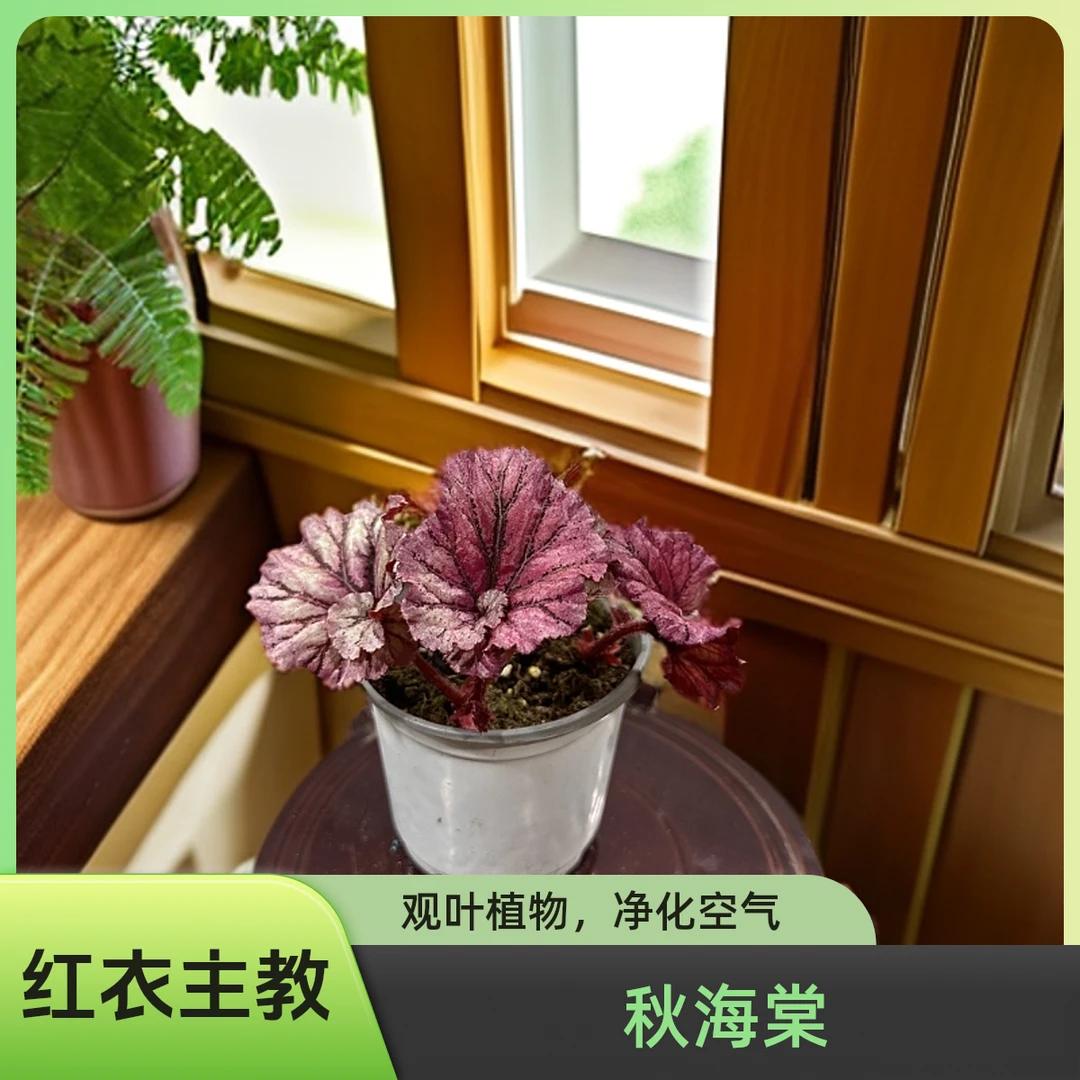 红衣主教 秋海棠热植 福利款不包叶损《两单包邮》