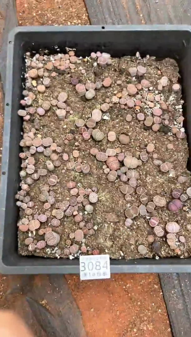 3084特寿丽框有疤瑕疵带土不带盆发货