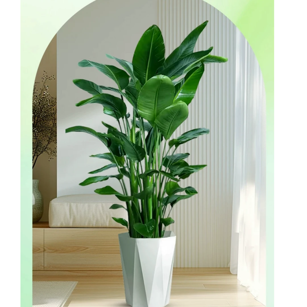 【送货上门-润林昆仑】1.5-1.7米A级老桩苗天堂鸟福利放送好养耐活