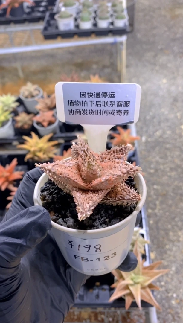 【闪购商品】园艺芦荟FB-123