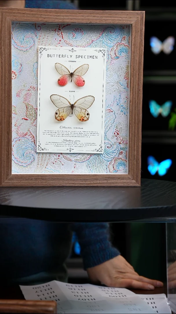 玫瑰绡眼蝶+黄晶眼蝶布艺款