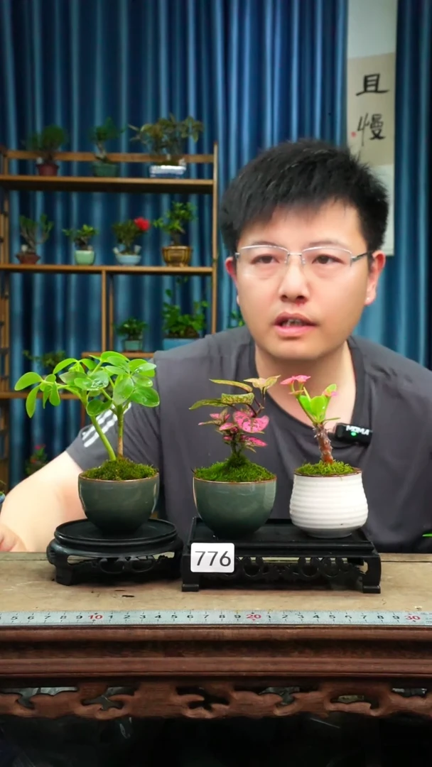 无花朵苔藓微景观776号