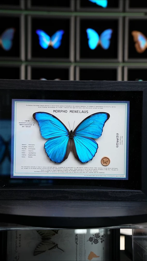 大蓝闪蝶新版本A4横版（带证书）