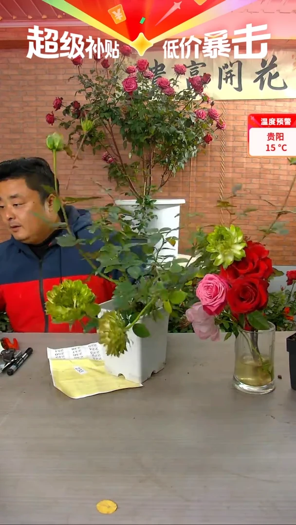 当前无花朵，栽培后可花朵234青草地