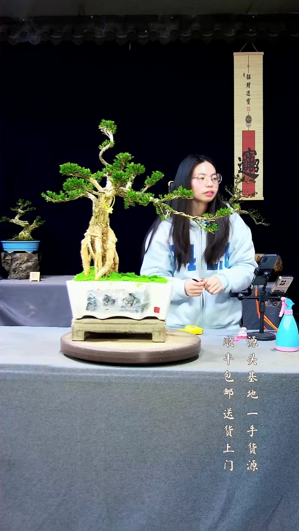 【闪购商品】黄杨盆景黄杨盆景