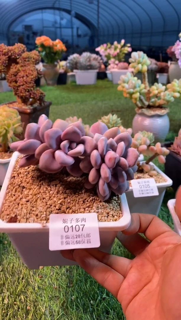 0107aa（满28包邮发货）