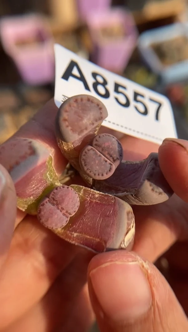 【闪购商品】8557直播一物一拍