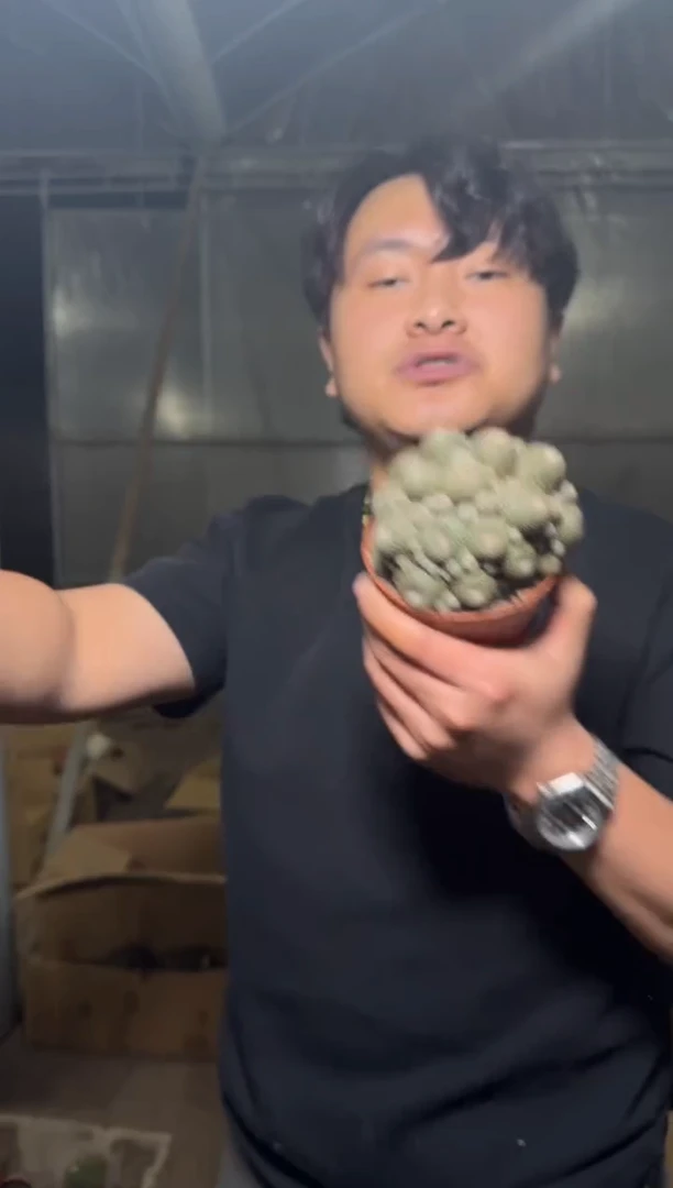 超多头 橙宝山【带根】9-12cm