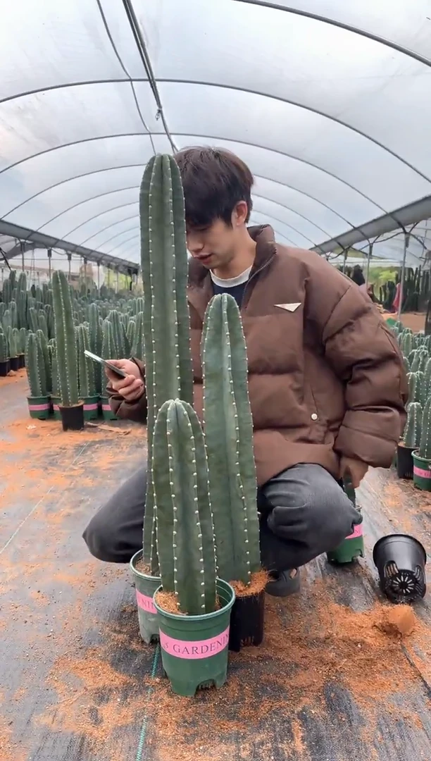 【带盆土】20 40 60cm+量天尺