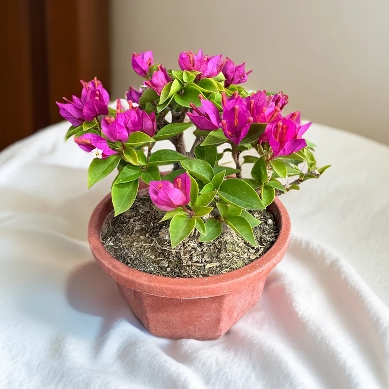 矮霸三角梅盆景茶宠办公桌摆设直播三角梅盆景岭南枝抓怪桩老桩