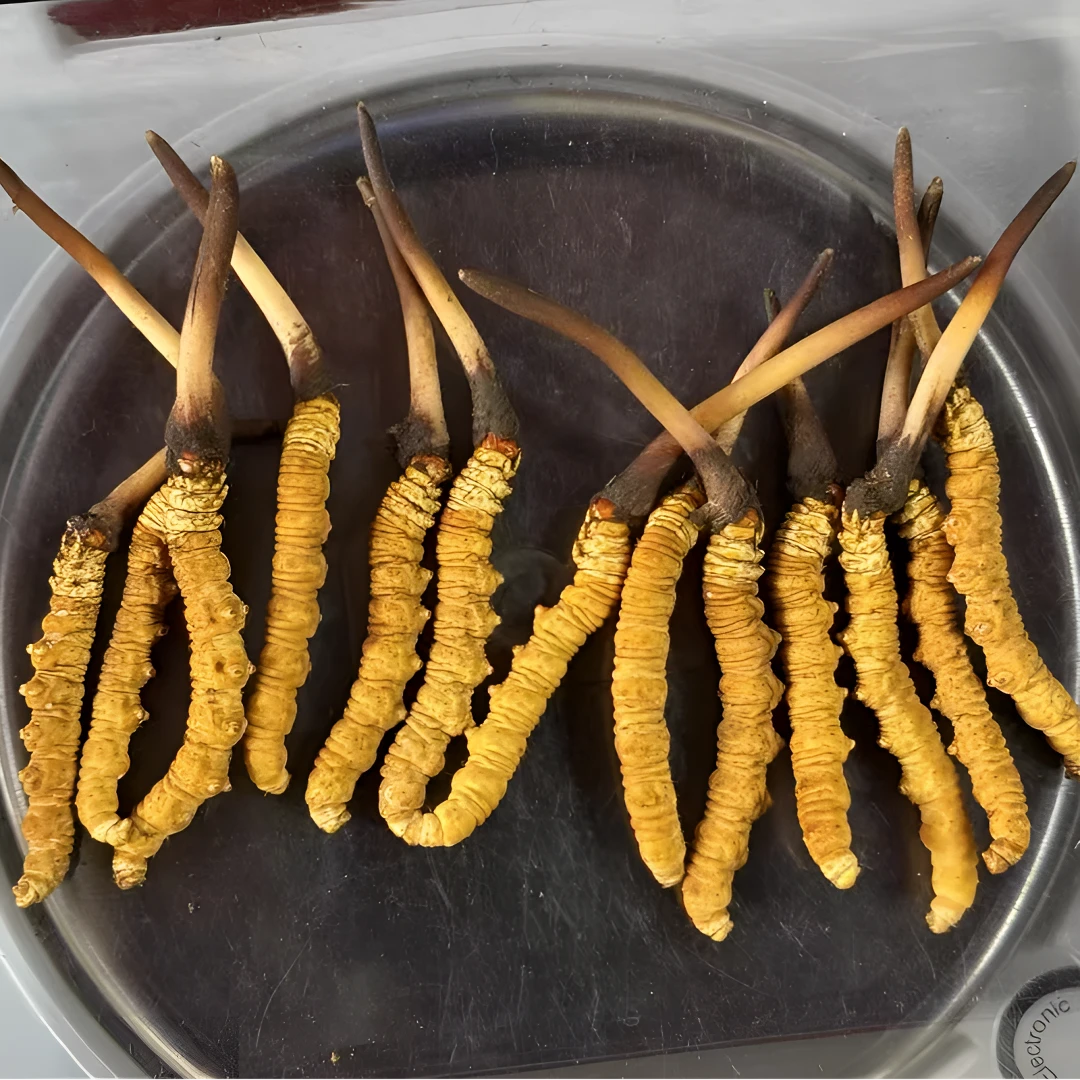 [2025年新鲜虫草]西藏那曲高品质新鲜冬虫夏草  根根精选