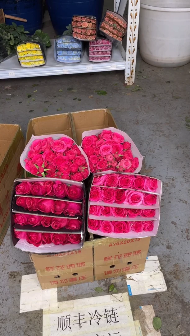 佛洛依德20枝+苏菲10枝