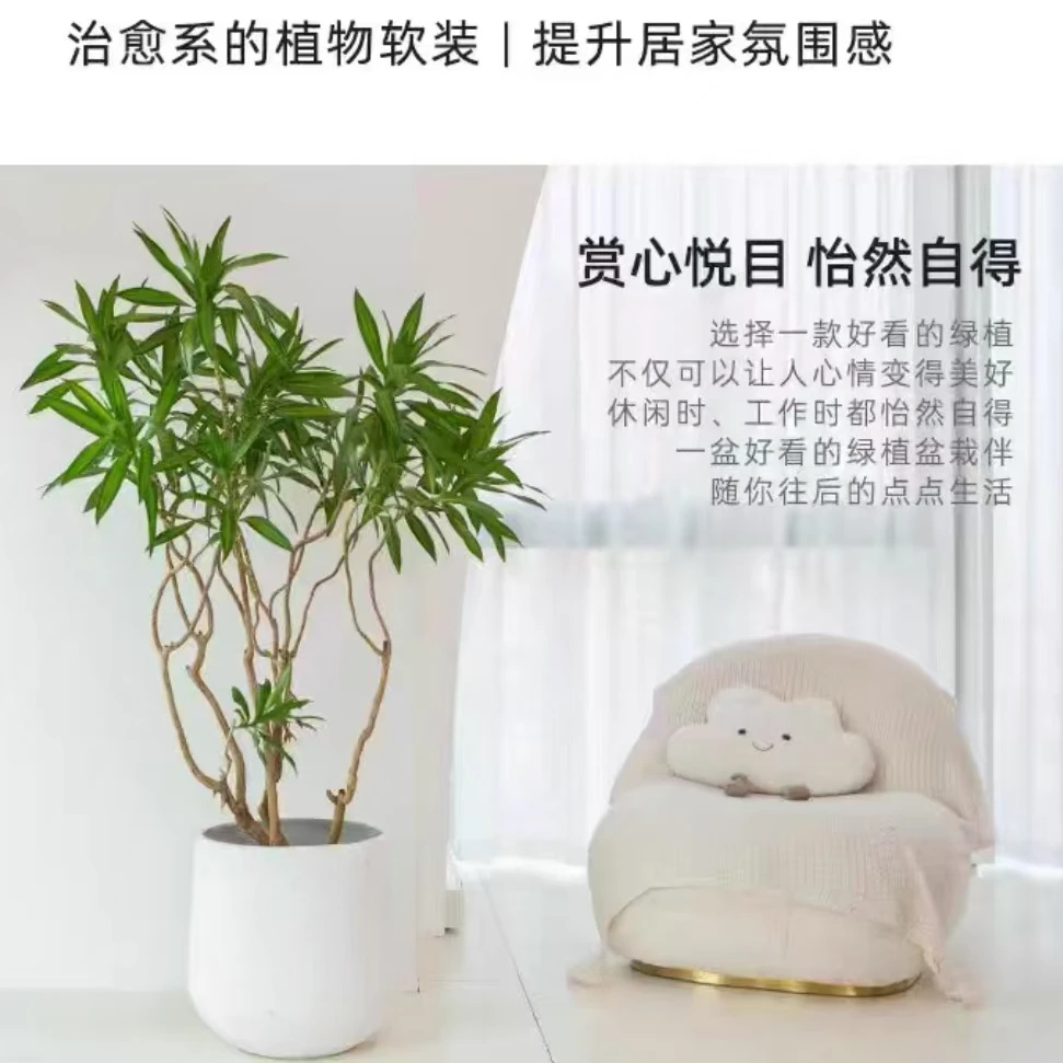 金心百合竹大盆栽室内好养植物除甲醛金边老桩高级网红客厅绿植