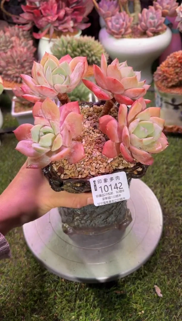 【闪购商品】10142