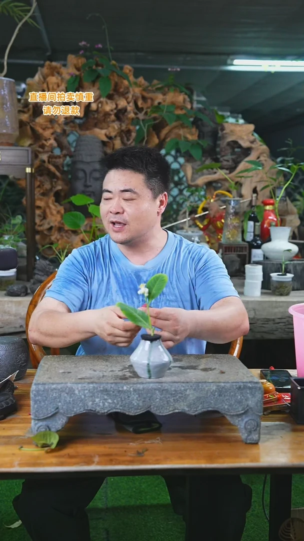 当前无花栽培后可以开花37柠檬