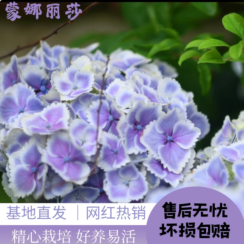 【蒙娜丽莎】蓝紫色绣球花 带花带花苞 爆销热款 老桩包邮 基地直发