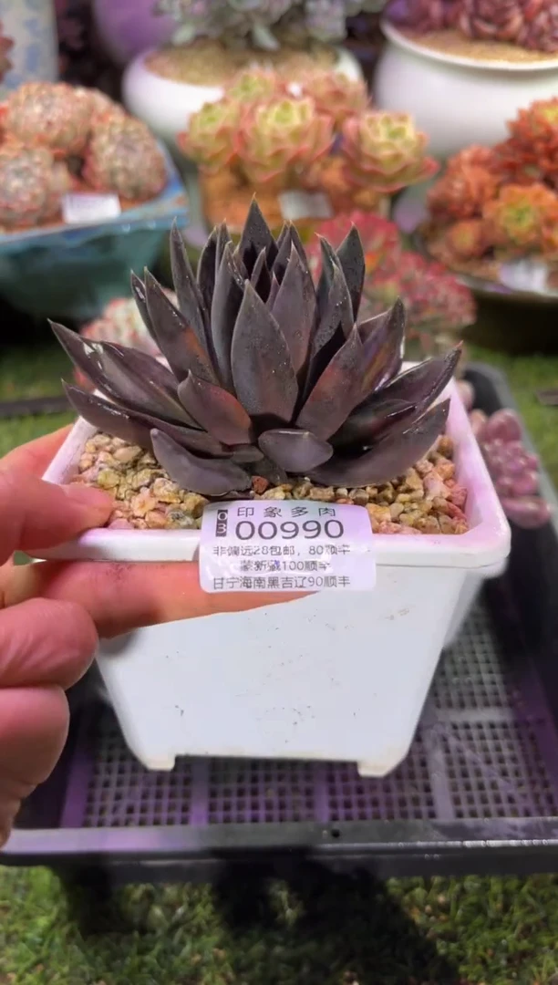 【闪购商品】00990