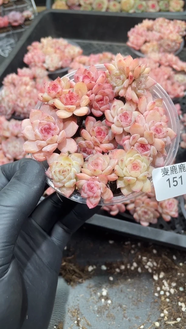 151彩钻      量拍