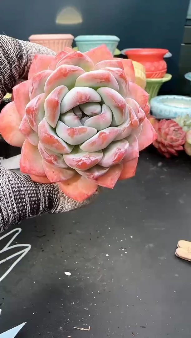 3 641 玉娆   （冠幅 8 cm）