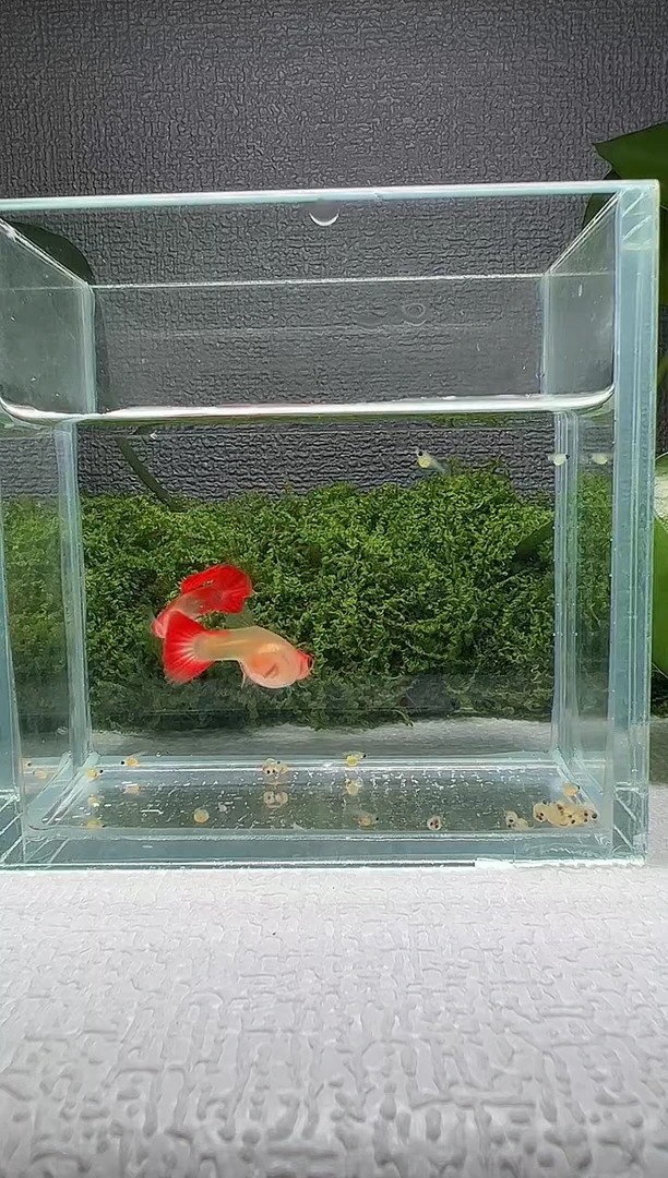 孔雀鱼阿浩孔雀鱼