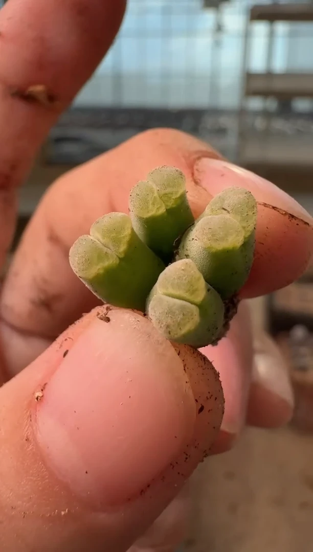 12-215多肉植物肉锥