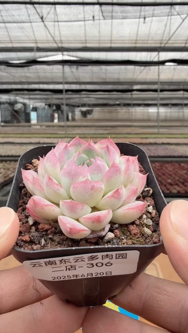 东云多肉园二店-306