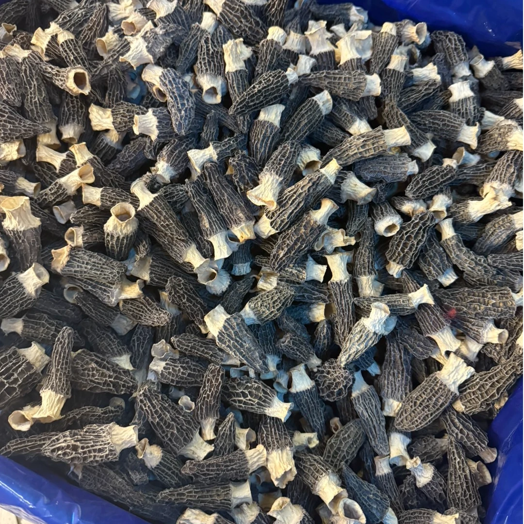 【炮姐精选】精选精品新鲜羊肚菌