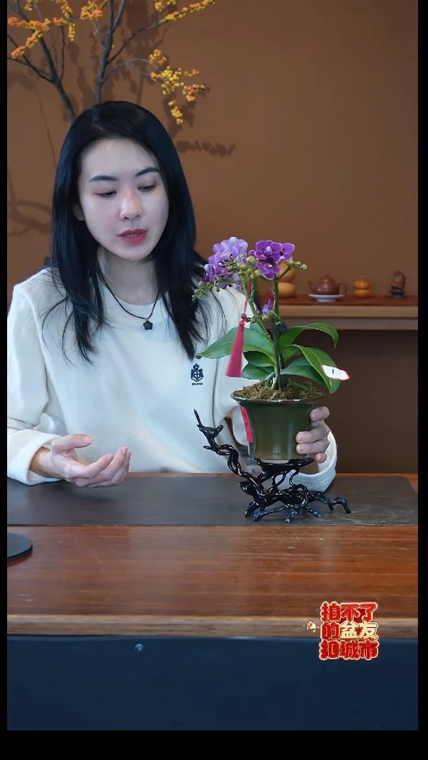 全部花朵紫色花语盆景盆景