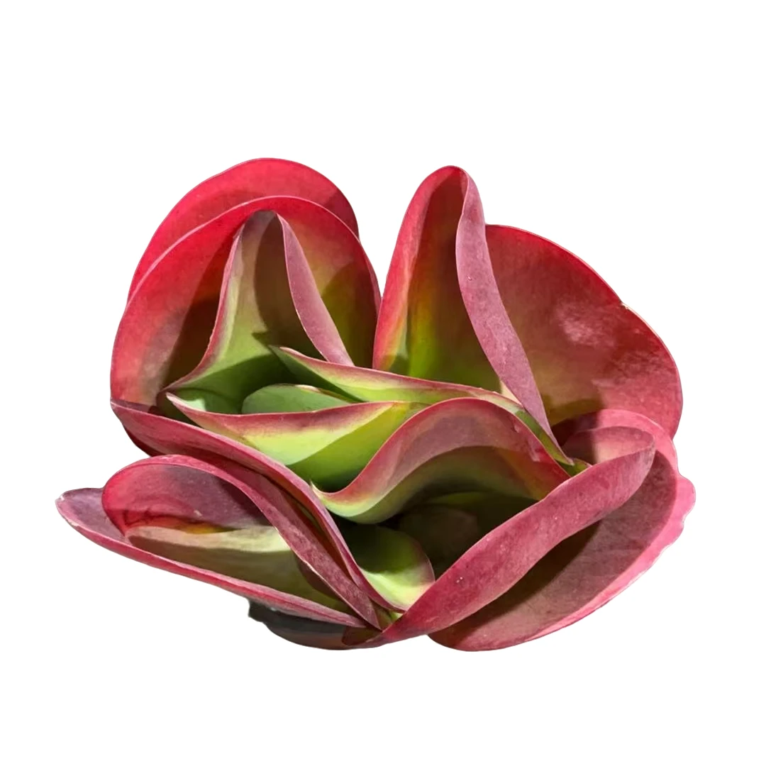 精品多肉   唐印