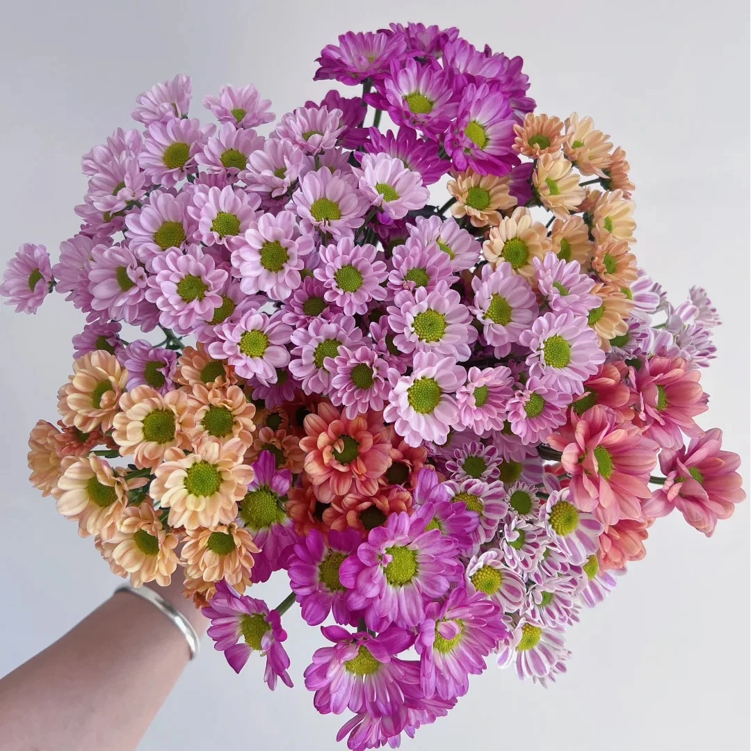 【花王朝】小菊-鲜花水养插花鲜切花