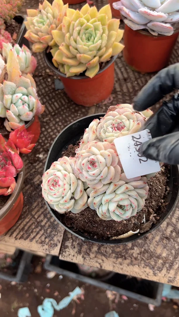 ?****己多肉植物一物一拍24392