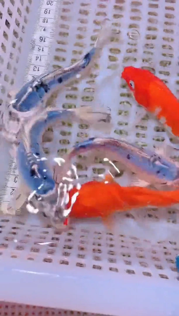 锦鲤冷水观赏鱼全场包邮60