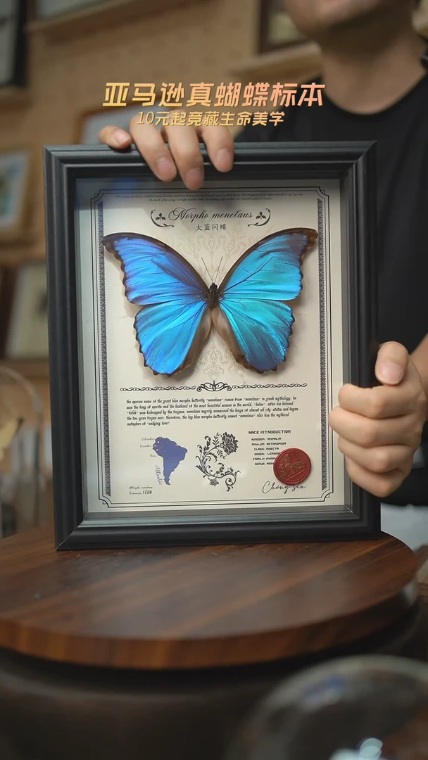 有机玻璃大蓝闪蝶豪华版10寸欧式框