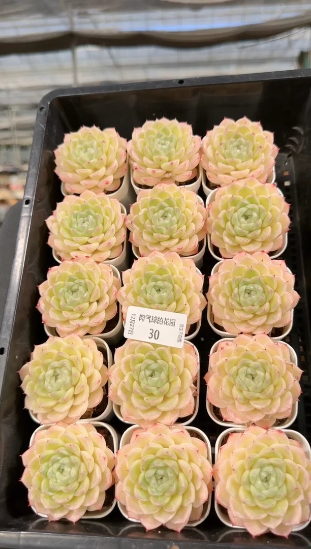 1227-30云台多肉量拍任意发一颗群生不包整