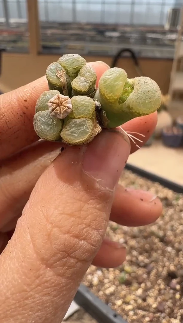 多肉植物肉锥3-183