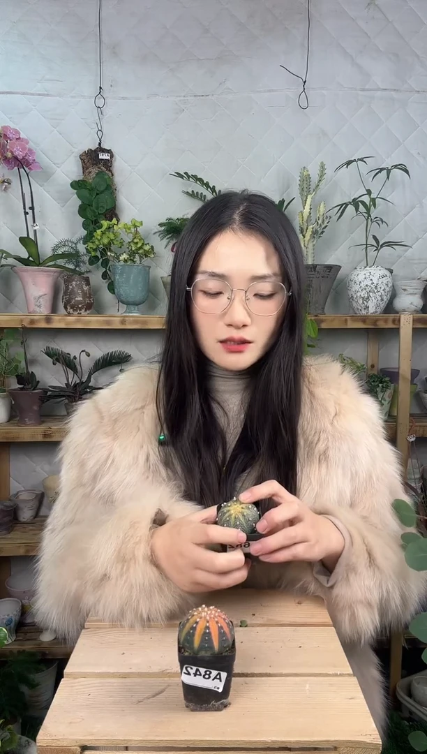 无花朵842拉根锦育苗盆