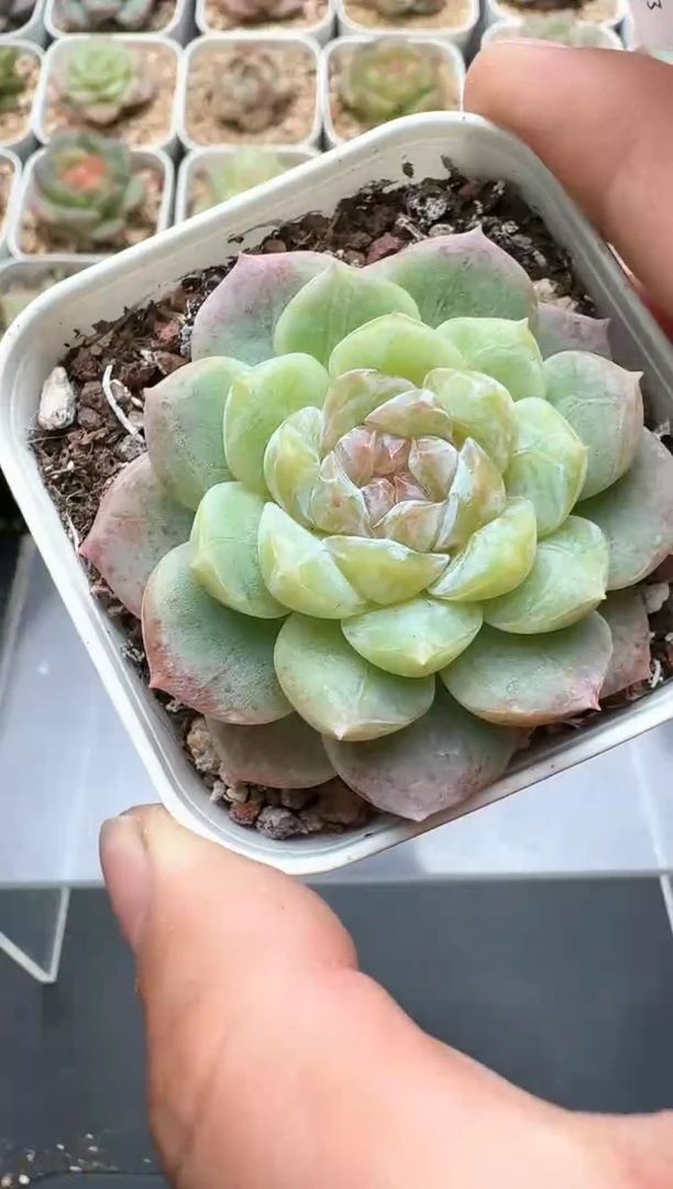 699C云禹多肉植物 带盆土纸巾打包 3颗包邮