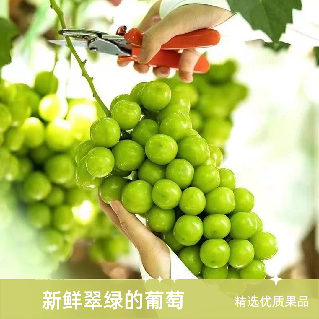 【顺丰次日达】阳光玫瑰新鲜葡萄晴王青提彩箱发当季水晶葡萄新鲜提子江苏省