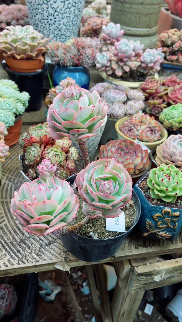 【闪购商品】03062