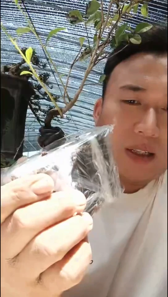 无花朵从*老鸦柿