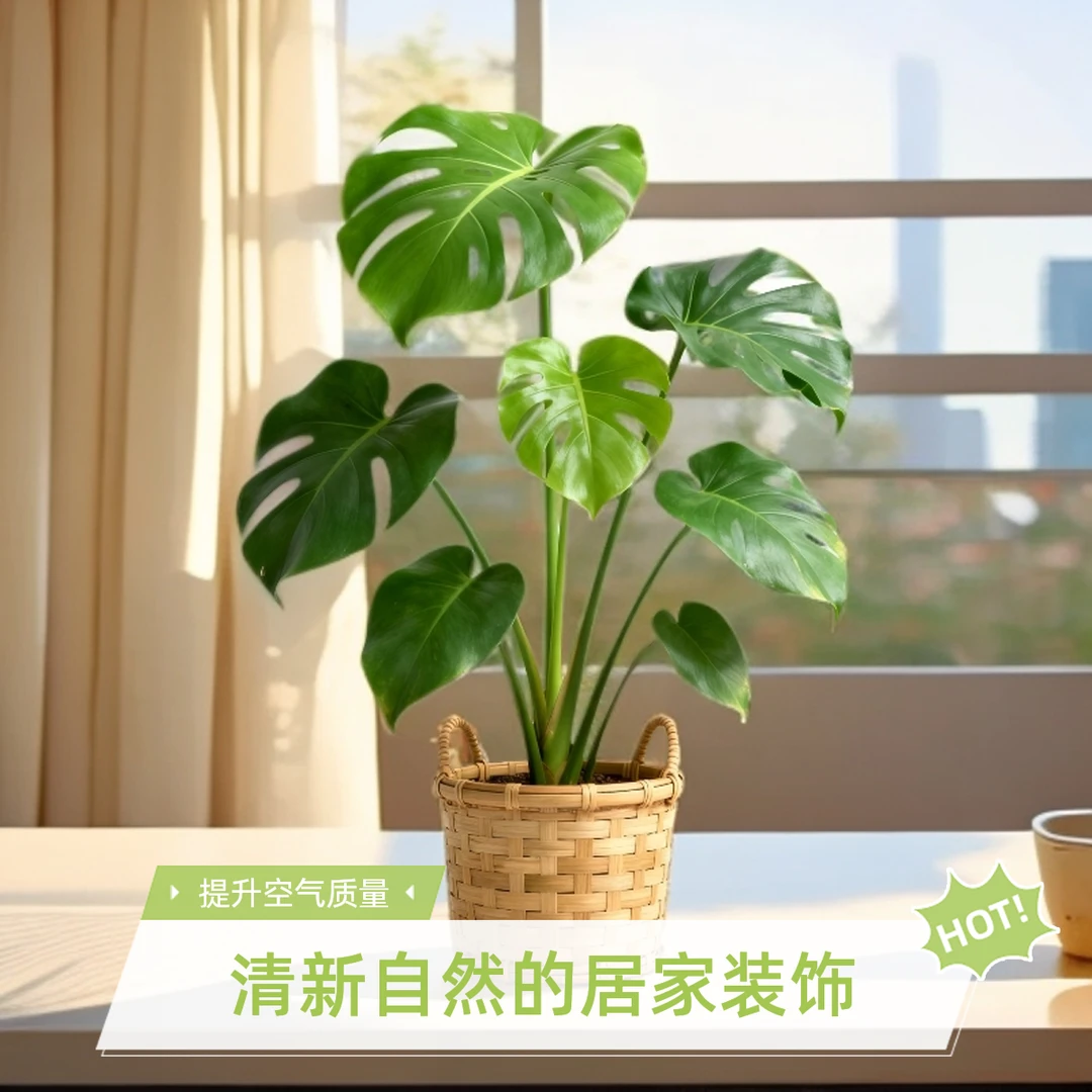 吸醛北欧龟背竹盆栽室内植物【一盆三株】原盆发货