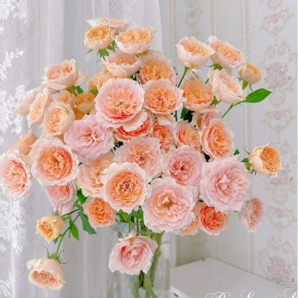 【全场任意两单包邮】杏色拉拉队玫瑰（8-10枝）（1枝不赔付）介意勿拍