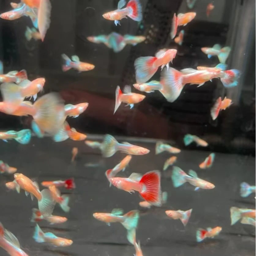 皇家日落火烧云凤尾孔雀鱼热带观赏鱼带肚孕母适合新手白云金丝