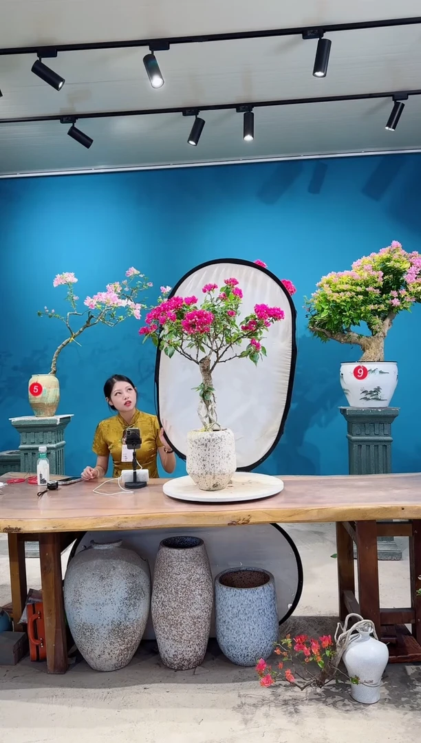 全部花朵菲菲娜三角梅